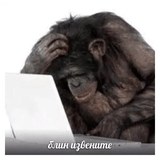 mammal mammal animal monkey