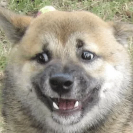 mammal animal snout