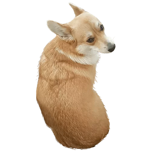animal mammal pet
