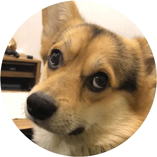 animal mammal dog