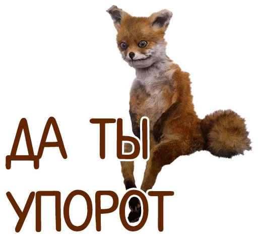 mammal animal text