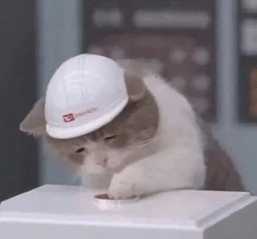 small to medium-sized cats small to medium-sized cats felidae white