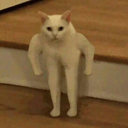 mammal mammal animal domestic cat