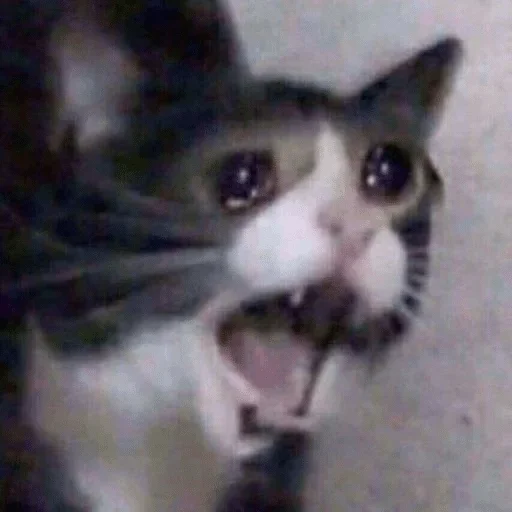 mammal mammal animal cat