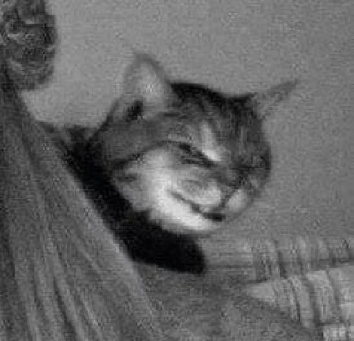 mammal mammal animal cat
