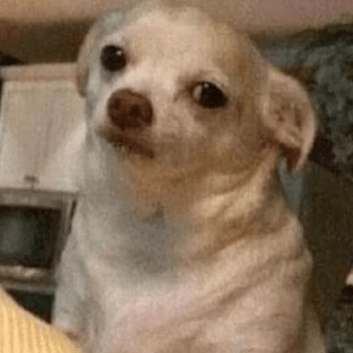 animal animal mammal dog