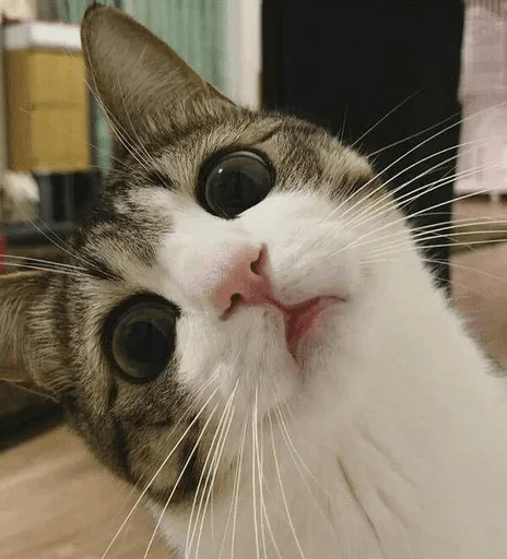 animal animal mammal domestic cat