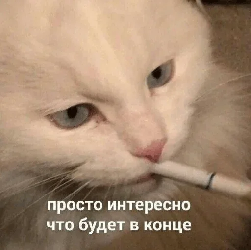 small to medium-sized cats small to medium-sized cats cat mammal