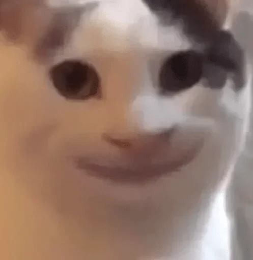 cat cat indoor mammal