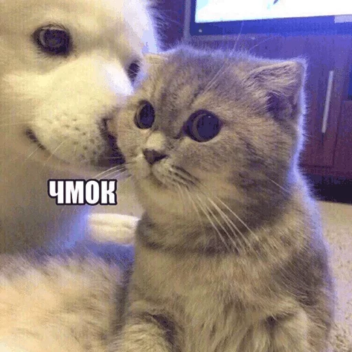 животное животное млекопитающее кошки малого и среднего размера