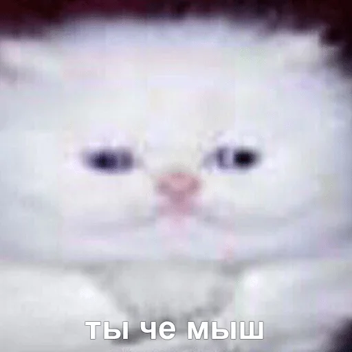 млекопитающее млекопитающее животное кошка