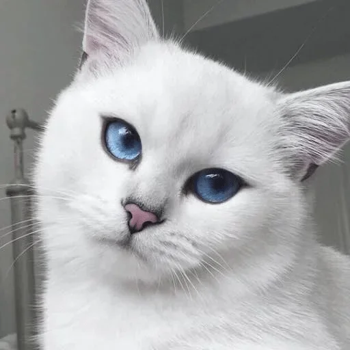 животное животное млекопитающее кошка