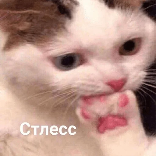 Pishovvvvvv — @stckrRobot Pishovvvvvv — @stckrRobot -
