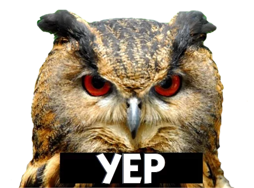 animal animal bird bird of prey