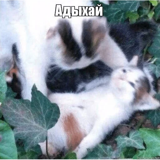 mammal mammal animal pet