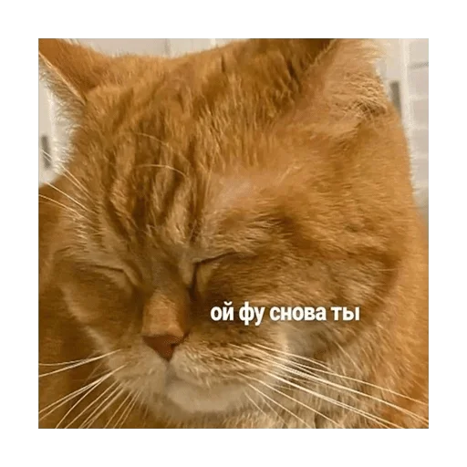 animal animal mammal cat