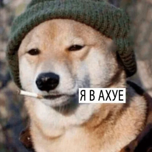 dog animal mammal