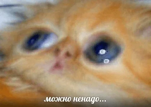 mammal mammal animal cat