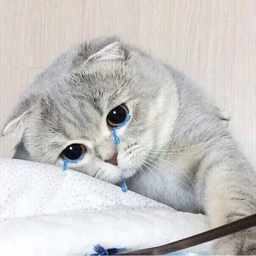 cat cat domestic cat animal