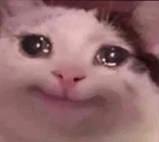 mammal mammal animal cat