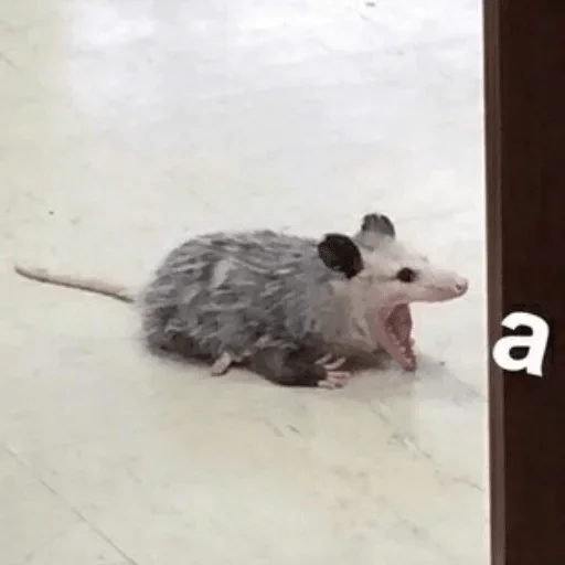animal animal mammal rodent