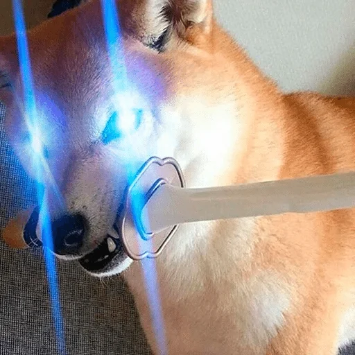 animal animal pet mammal