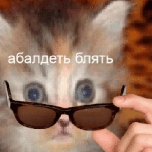 кошка кошка Очки животное