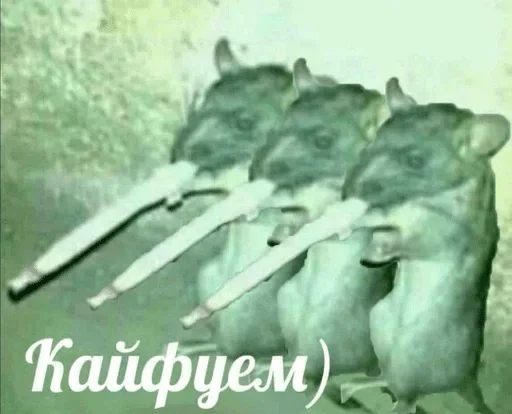 животное животное СМС млекопитающее