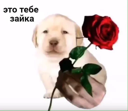 цветок цветок собака животное