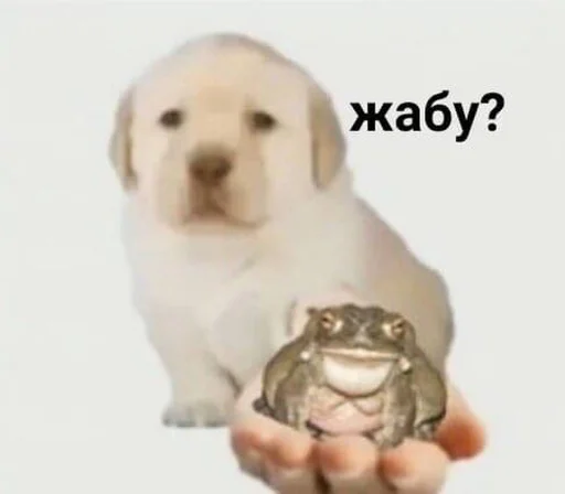 млекопитающее млекопитающее животное собака
