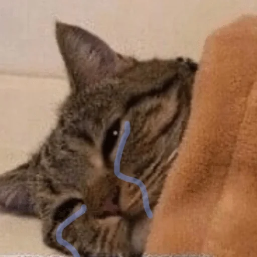 mammal mammal cat animal