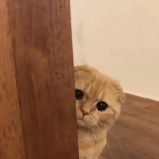 cat cat small to medium-sized cats domestic cat