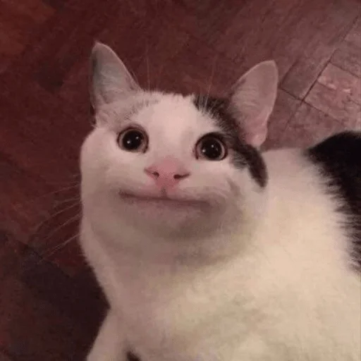 mammal mammal animal cat