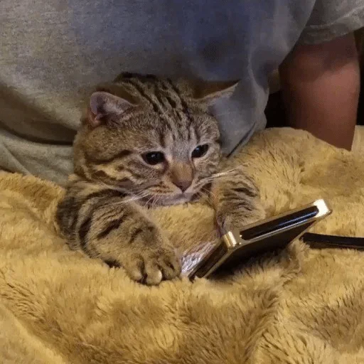 felidae felidae small to medium-sized cats cat