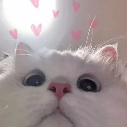 cat cat mammal animal