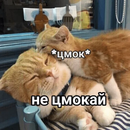 mammal mammal animal cat