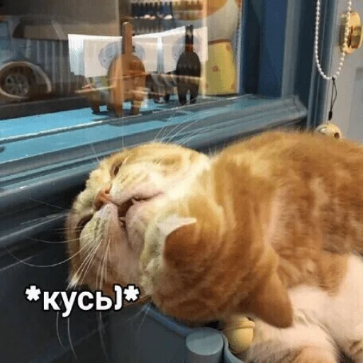 small to medium-sized cats small to medium-sized cats felidae domestic cat