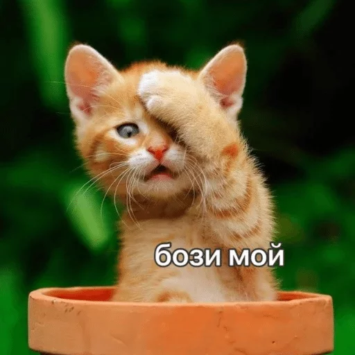 animal animal cat mammal