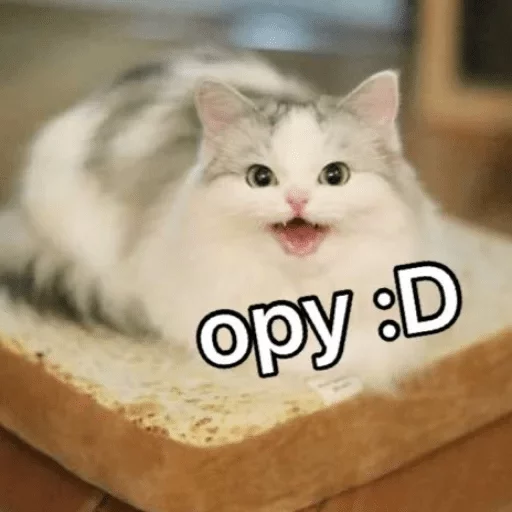small to medium-sized cats small to medium-sized cats felidae whiskers