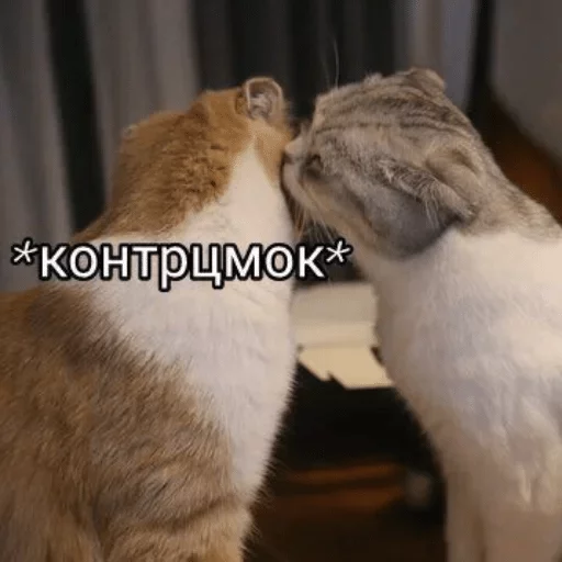mammal mammal animal cat