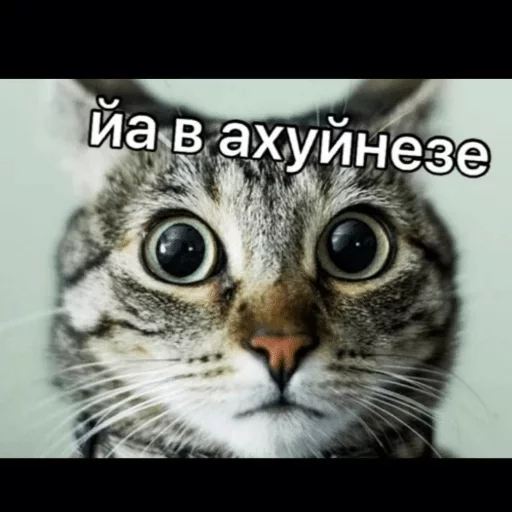 animal animal mammal cat