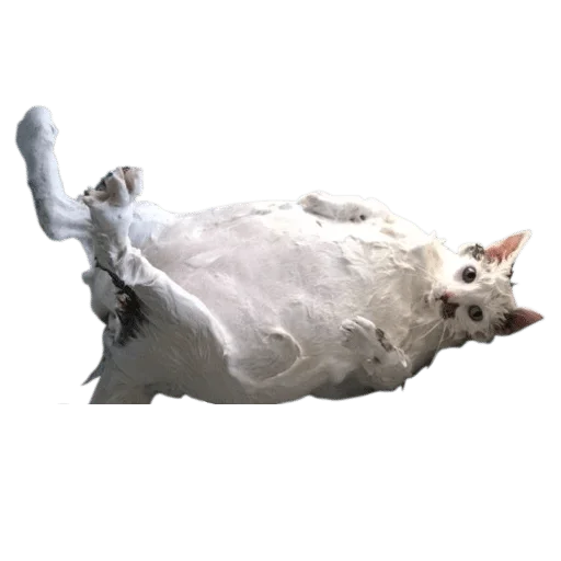 cat cat white animal