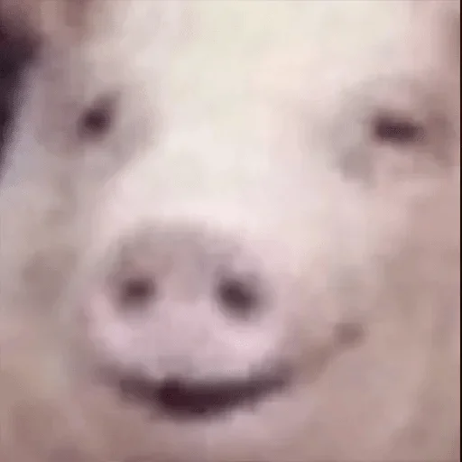 mammal mammal animal swine
