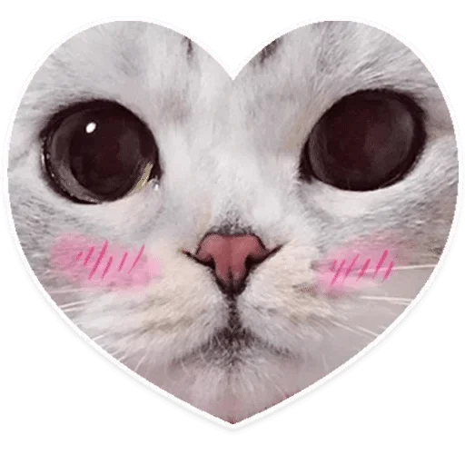 small to medium-sized cats small to medium-sized cats felidae animal