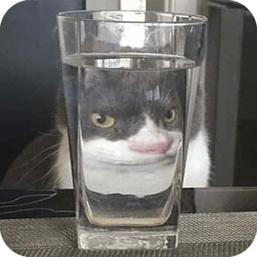 cat cat container glass