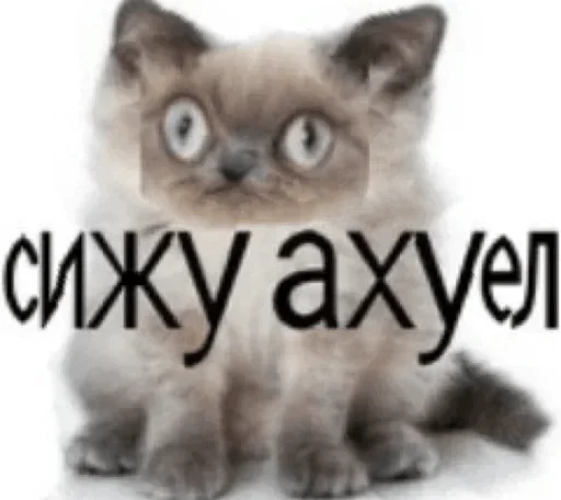 animal animal mammal cat