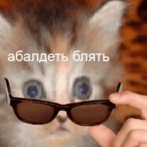 eyewear eyewear cat mammal