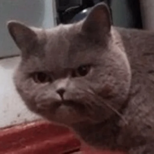 animal animal mammal cat