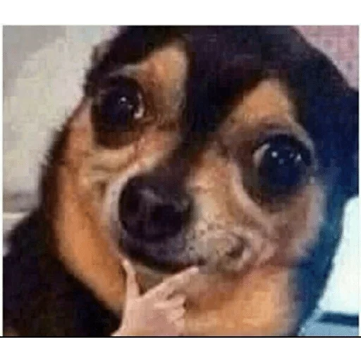 mammal mammal animal text