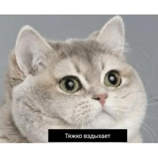 mammal mammal animal cat